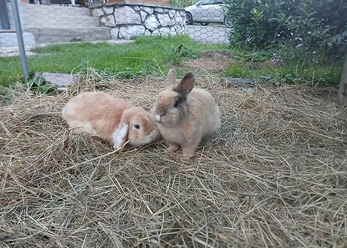 Apartment: Dirnbergerhof